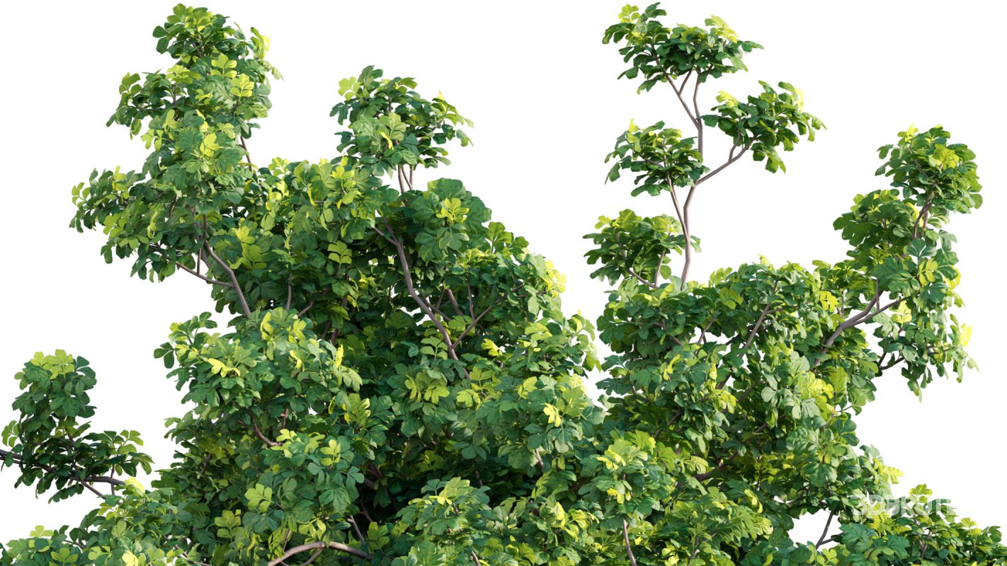 Collection 07 – Central America Garden Image 37