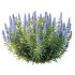 Echium candicans Pride of Madeira Bush 04 - Thumbnail 3