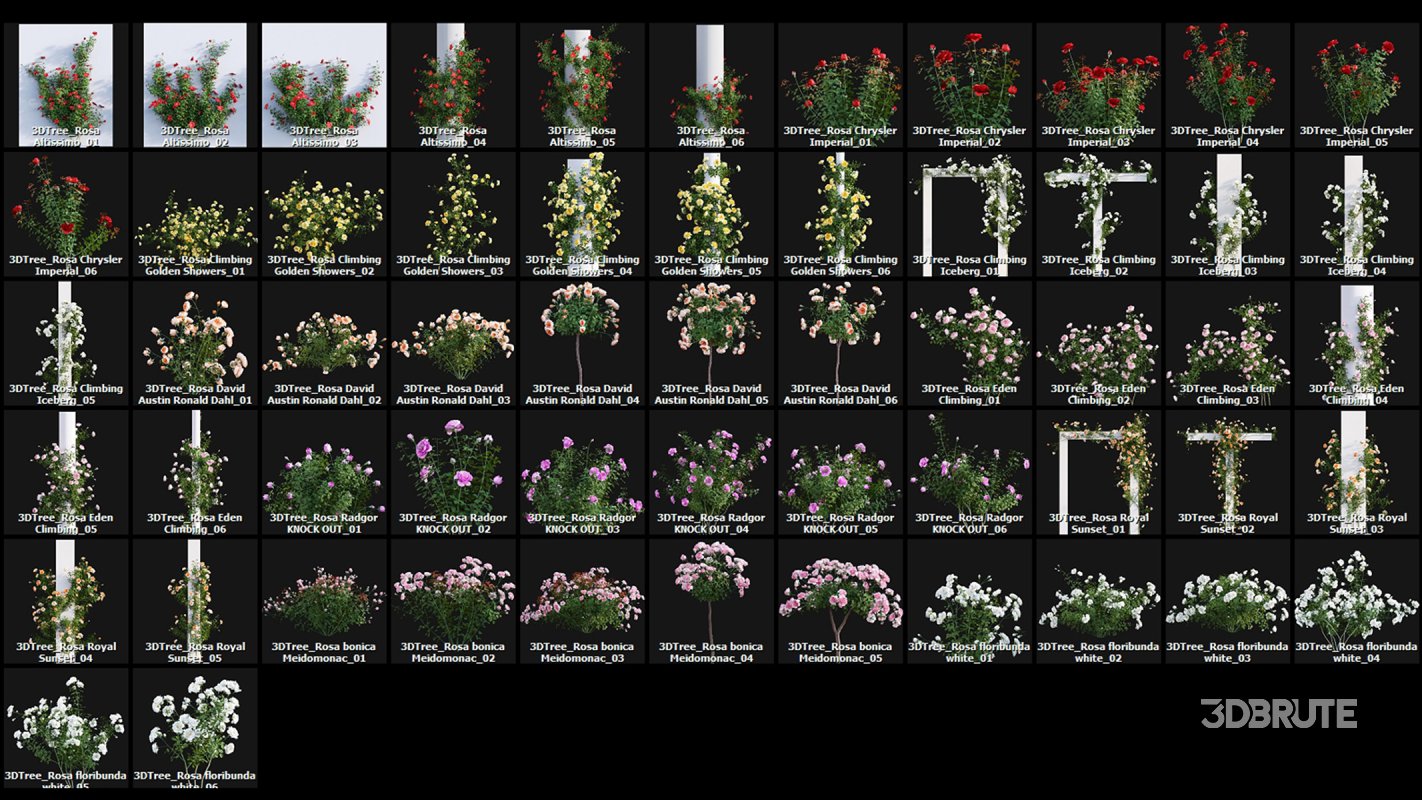 Collection 08 – Rose Garden Image 45