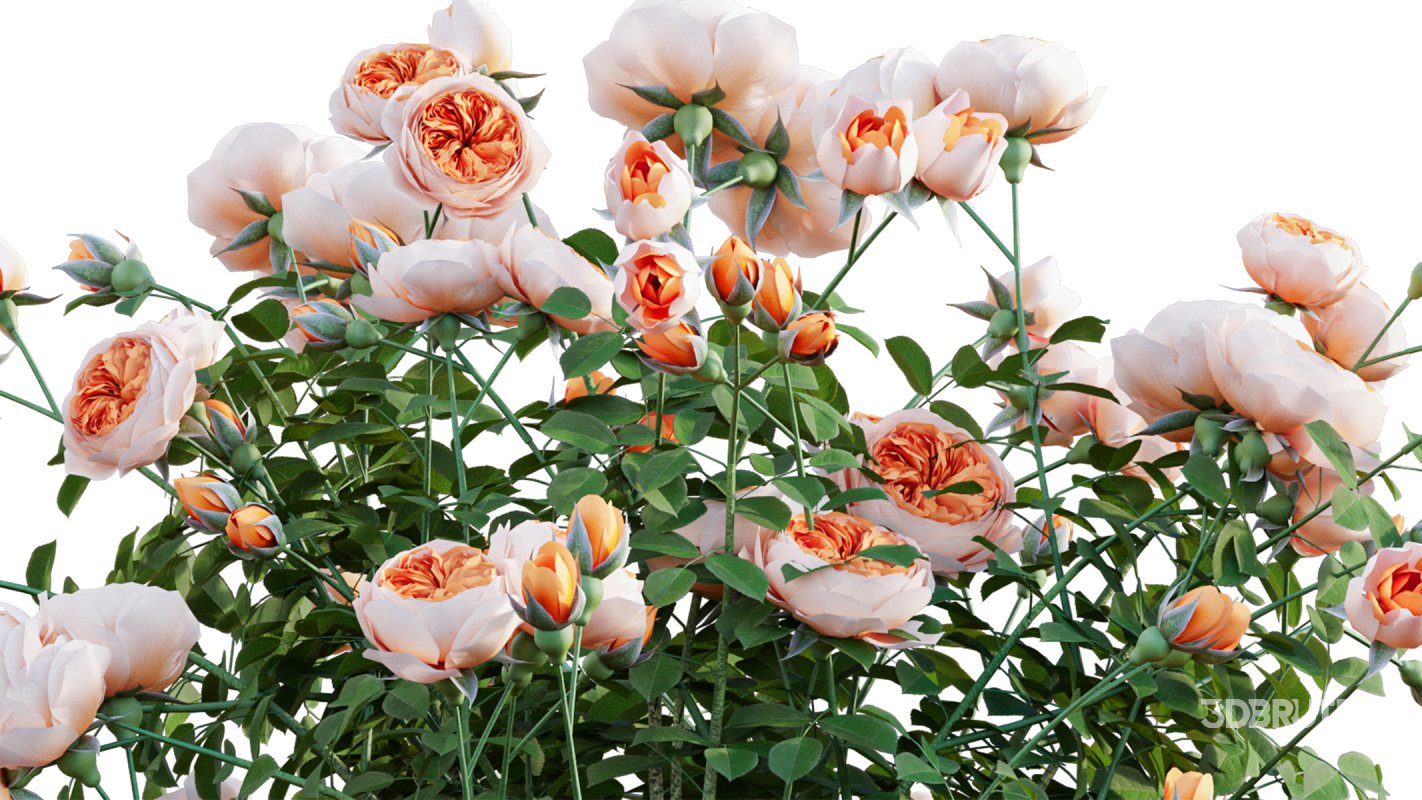 Collection 08 – Rose Garden Image 26