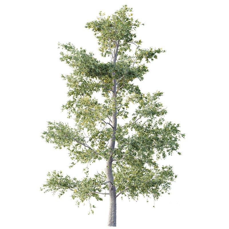 AV Plants Alnus Glutinosa Tree07 Image 1