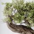 AV Indoor Plants Set 360 Olive and Banana Nicolai and Ficus Bonsai Ginseng - Thumbnail 5