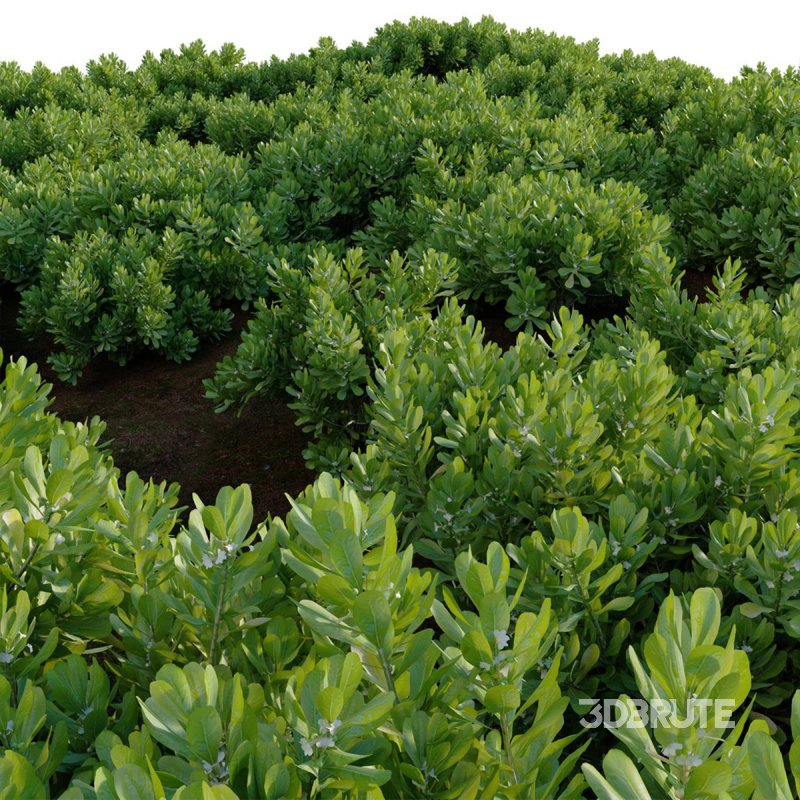 Scaevola Taccada – Beach Cabbage 01 Image 5