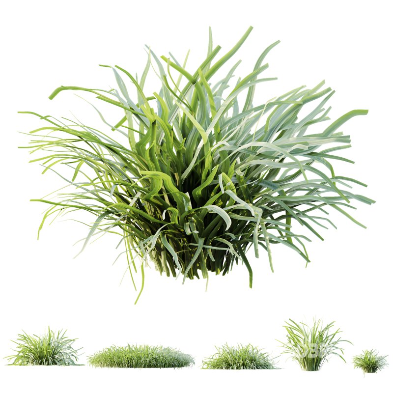 Acorus Gramineus Pusillus Ogon grasses Image 7