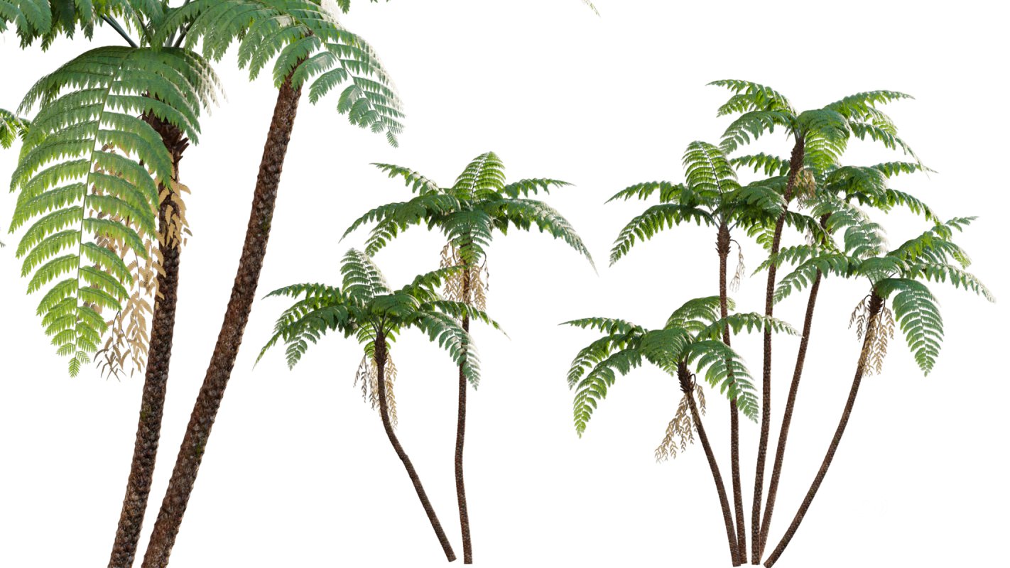 Collection 09 – Fern Garden Image 20