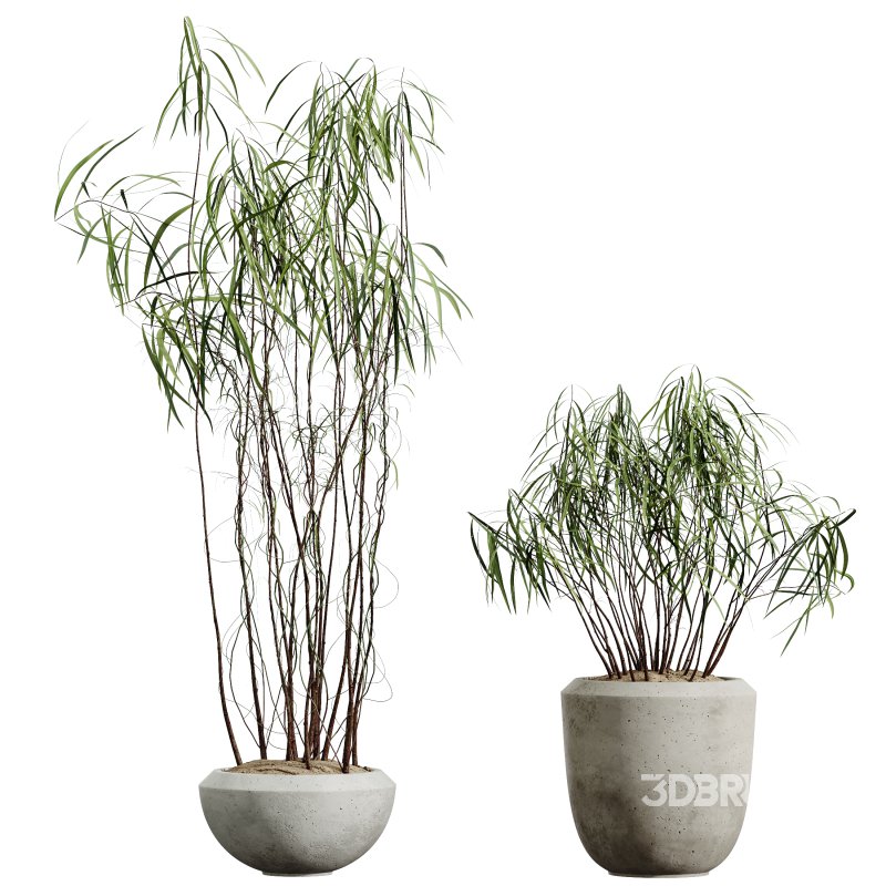 AV Indoor Plants Set 345 Ficus Dracaena Marginata and Alnus Alder Betulaceae Image 4