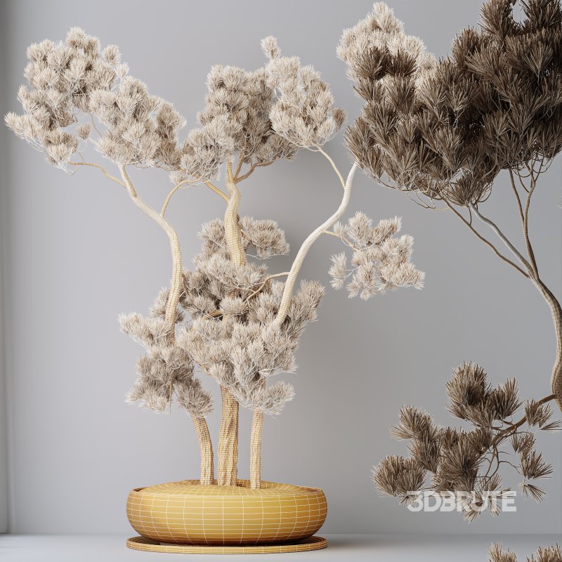 AV Indoor Plants Set 316 Retusa Microcarpa Bonsai Ginseng and Pinus Pentaphylla Bonsai Image 6