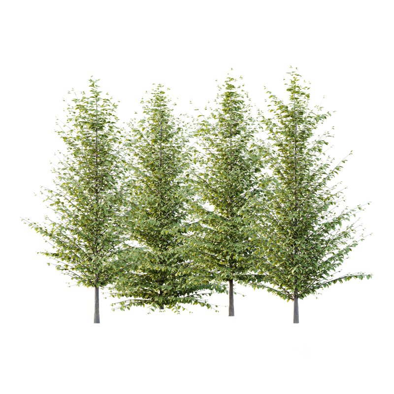 Different Trees 59 Image 5