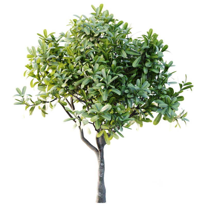 Plumeria Obtusa plant 02 Image 5