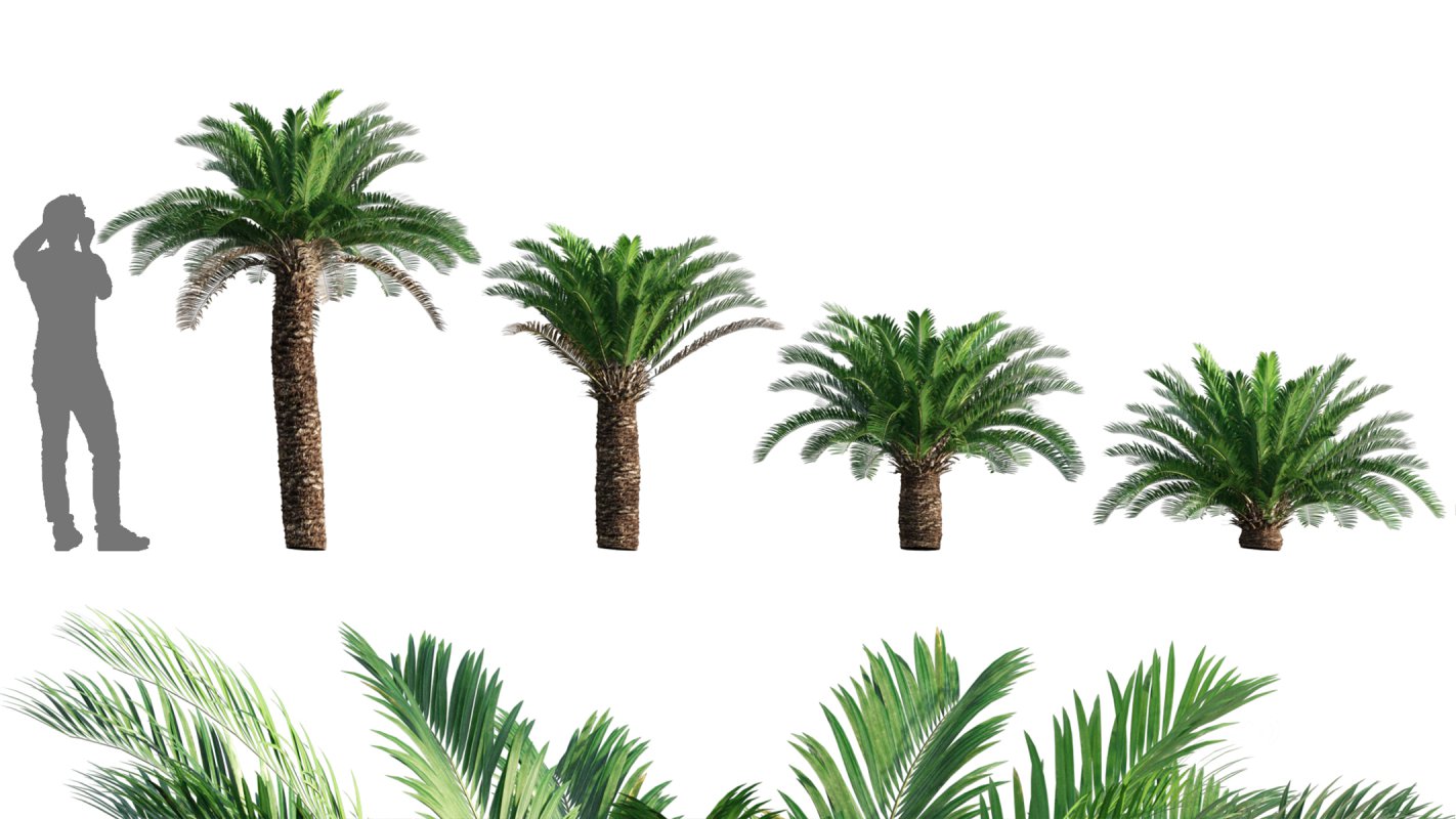 Collection 10 – Palm garden Image 23