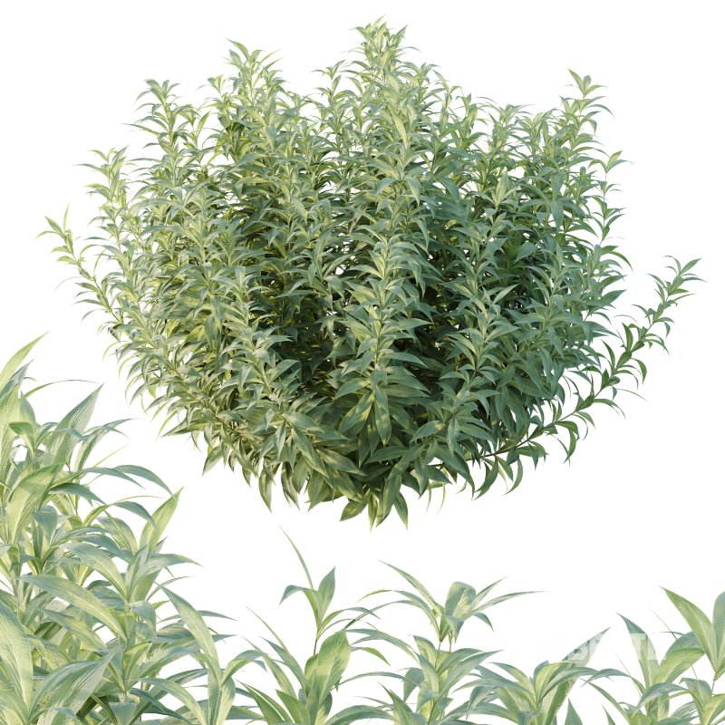 Echium candicans Pride of Madeira Bush 01 Image 7