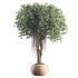 Indoor Tree in Pot Collection - Thumbnail 4