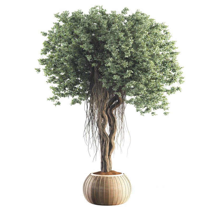 Indoor Tree in Pot Collection Image 4