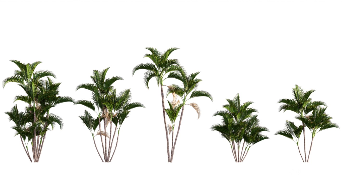 Collection 04 – Tropical Garden Image 4