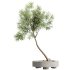 AV Indoor Plants Set 324 Japandi Decorative Minimalism Ficus Dracaena Marginata - Thumbnail 2