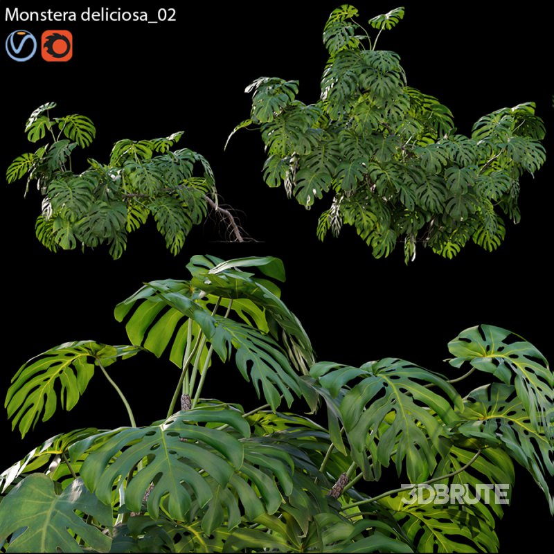 Monstera deliciosa 02 Image 1