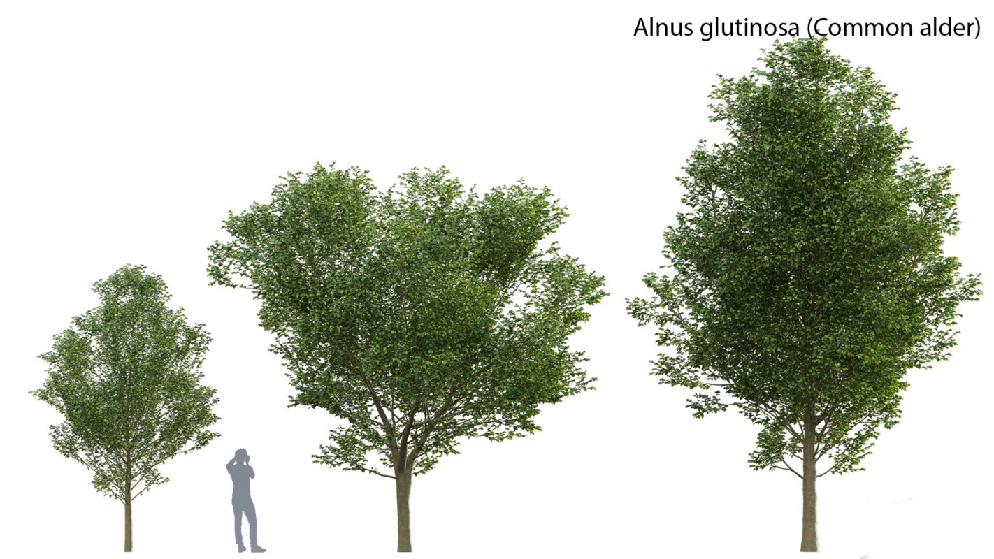 Collection 14 – English Garden Image 21