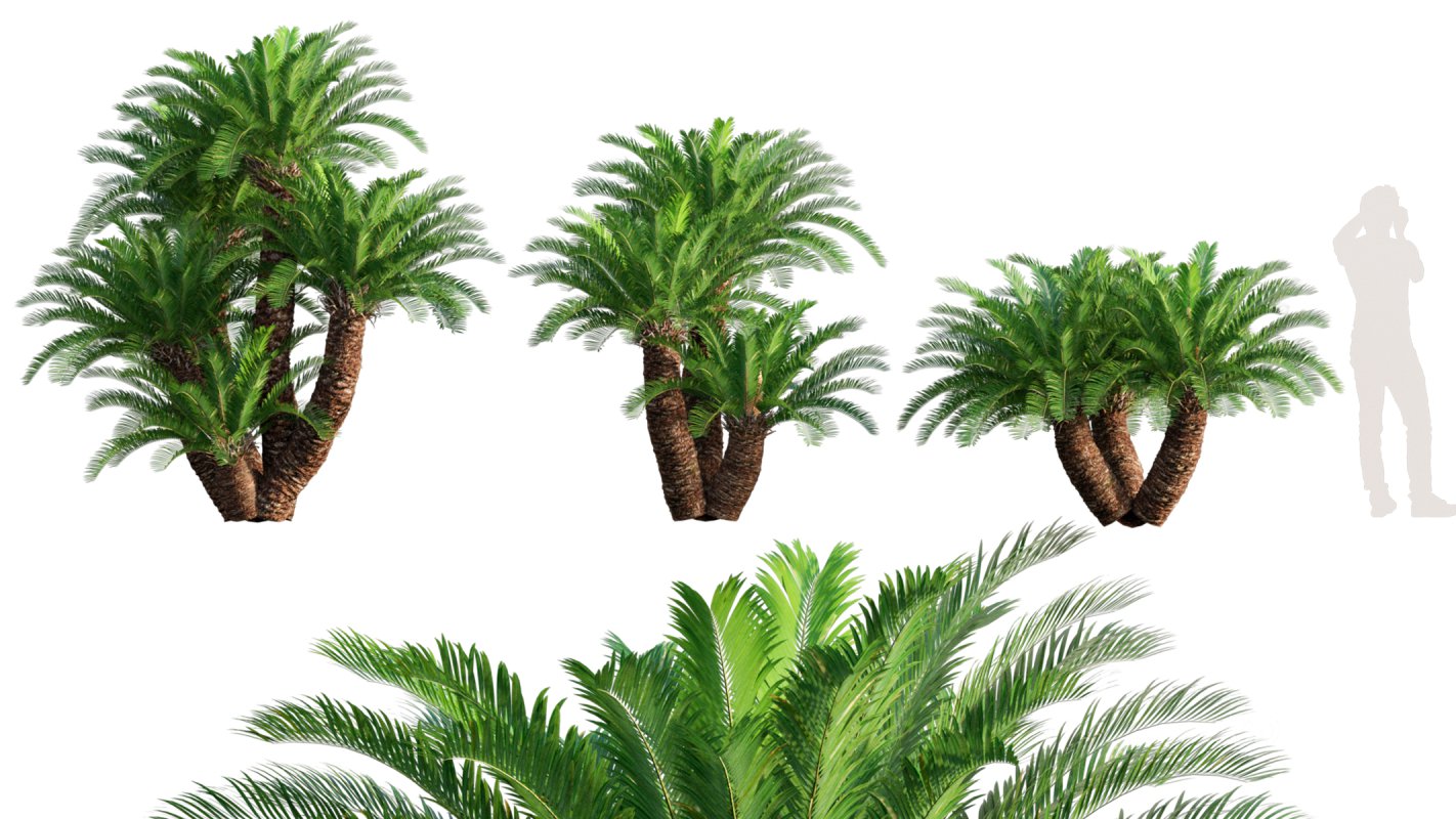 Collection 10 – Palm garden Image 21