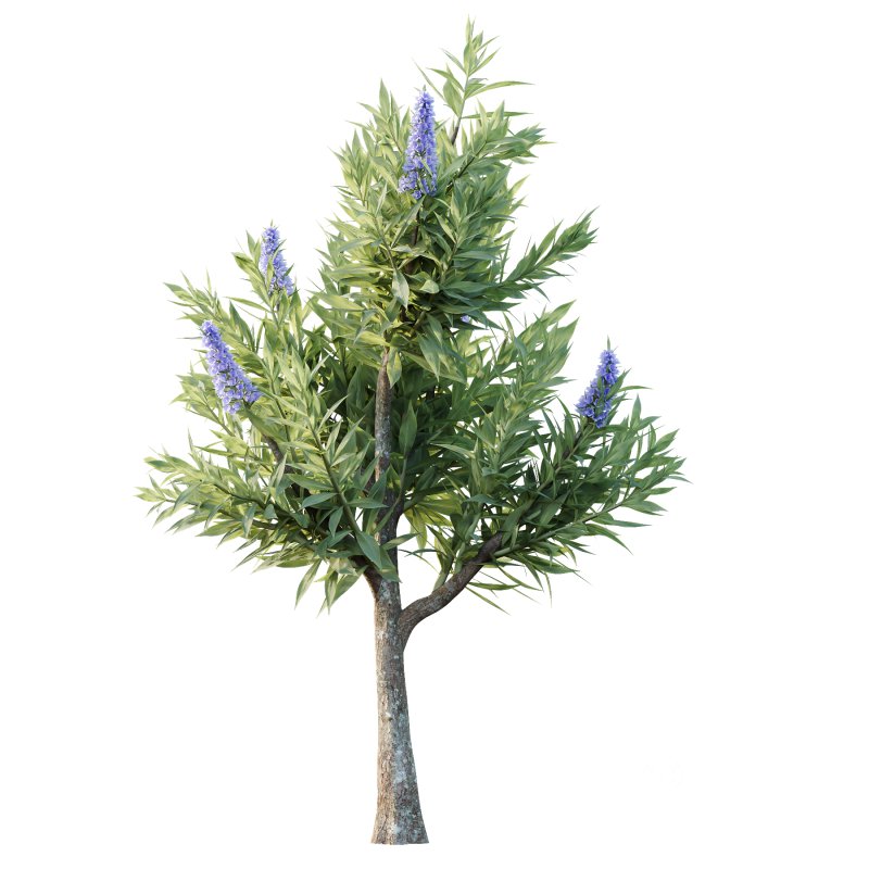 Echium candicans Pride of Madeira Bush 08 Image 4