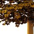 Tilia platyphyllos Tree 10 - Thumbnail 5