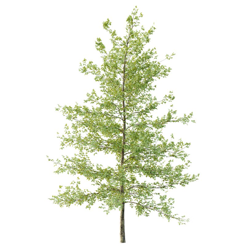 Sycamore Platanus Tree 04 Image 1