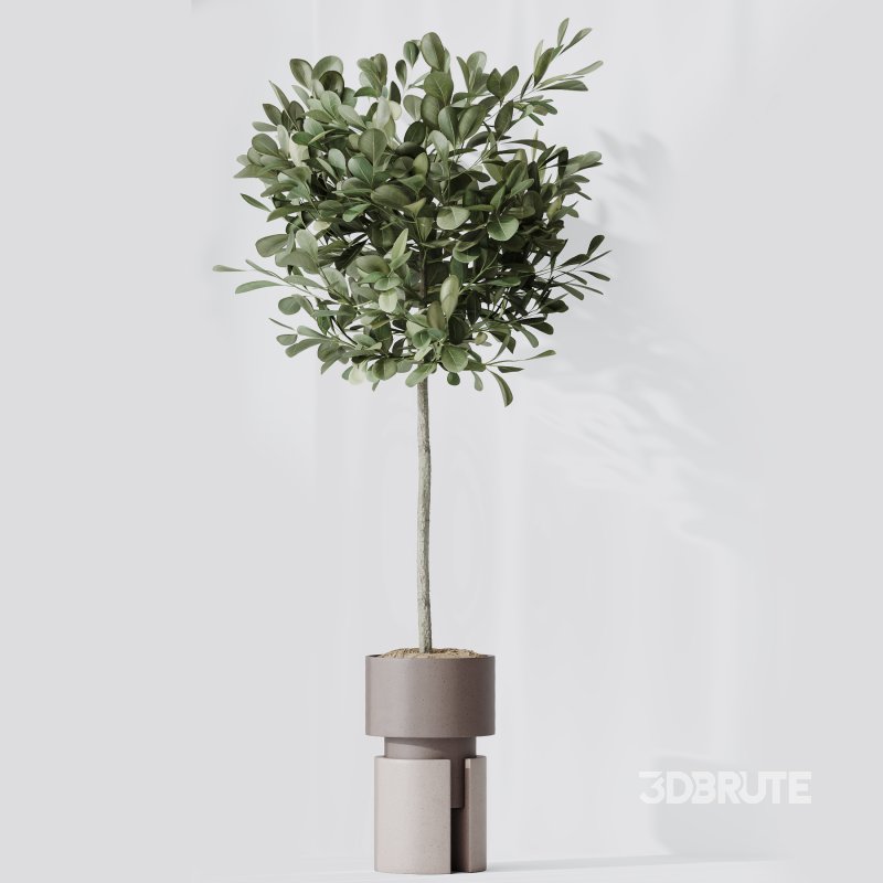 AV Indoor Plants Set 339 Ficus microcarpa and Ficus Cyathistipula and Zamiifolia Image 1