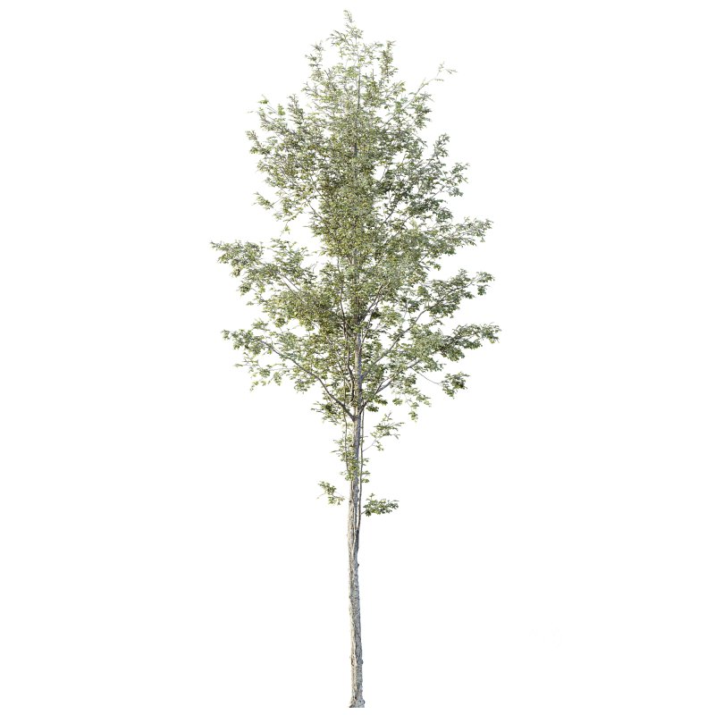 AV Plants Alnus Glutinosa Tree10 Image 1