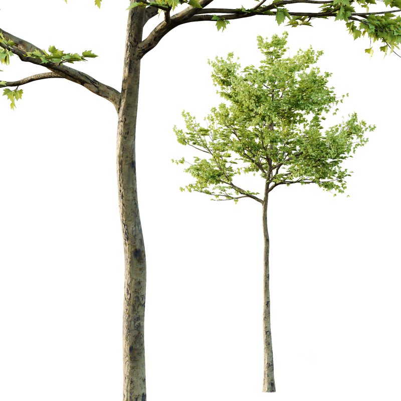 Sycamore Platanus Tree 03 Image 4