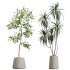 AV Indoor Plants Set 364 Ficus Cyathistipula and Dracaena Warnecki and Cunjevoi Alocasia and Japandi Decorative - Thumbnail 5