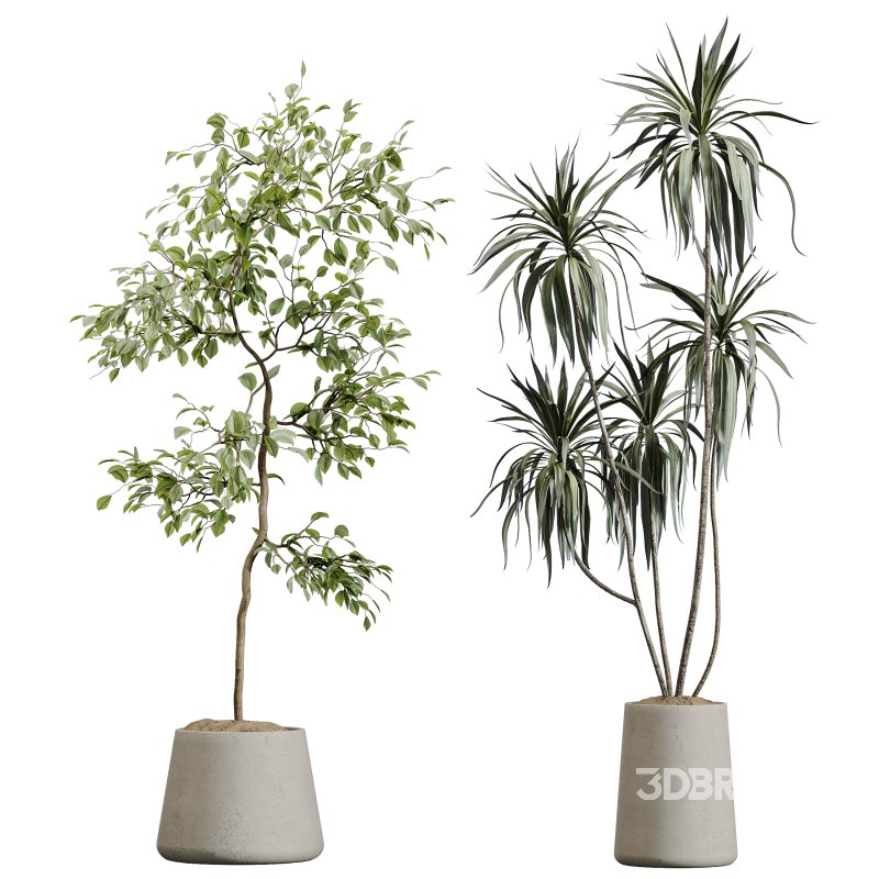 AV Indoor Plants Set 364 Ficus Cyathistipula and Dracaena Warnecki and Cunjevoi Alocasia and Japandi Decorative Image 5