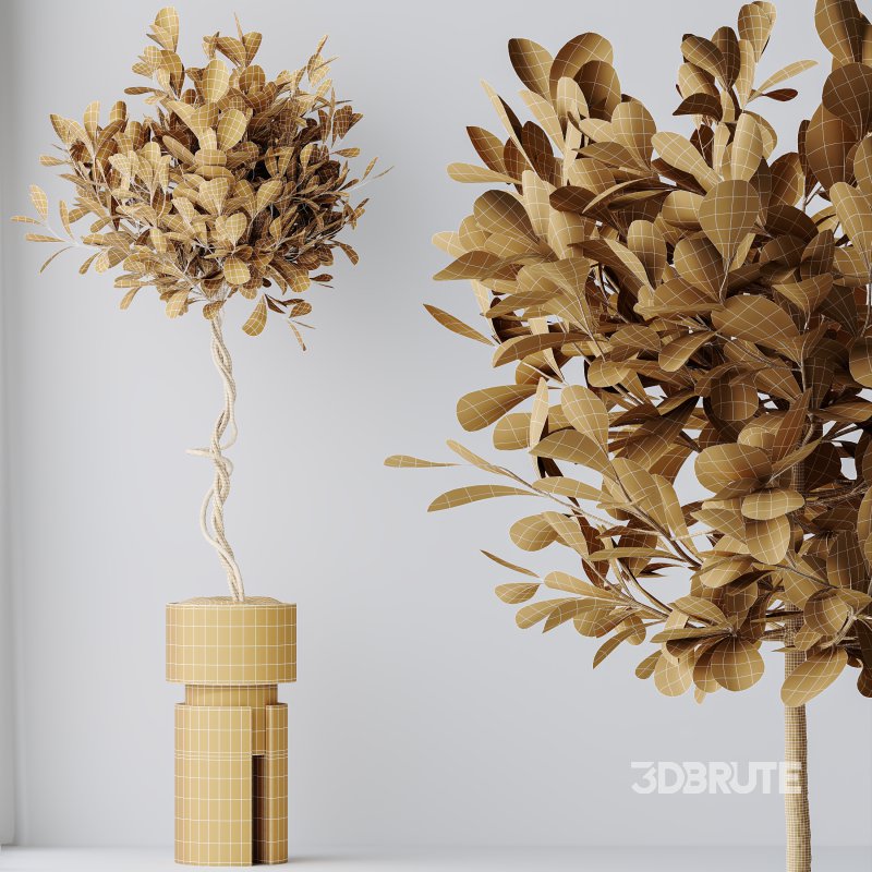 AV Indoor Plants Set 339 Ficus microcarpa and Ficus Cyathistipula and Zamiifolia Image 12