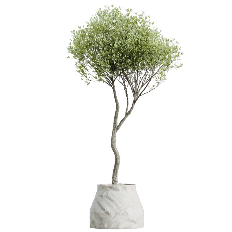 AV Indoor Plants Set 362 Arbequina Olive and Ficus Dracaena Marginata Image 2