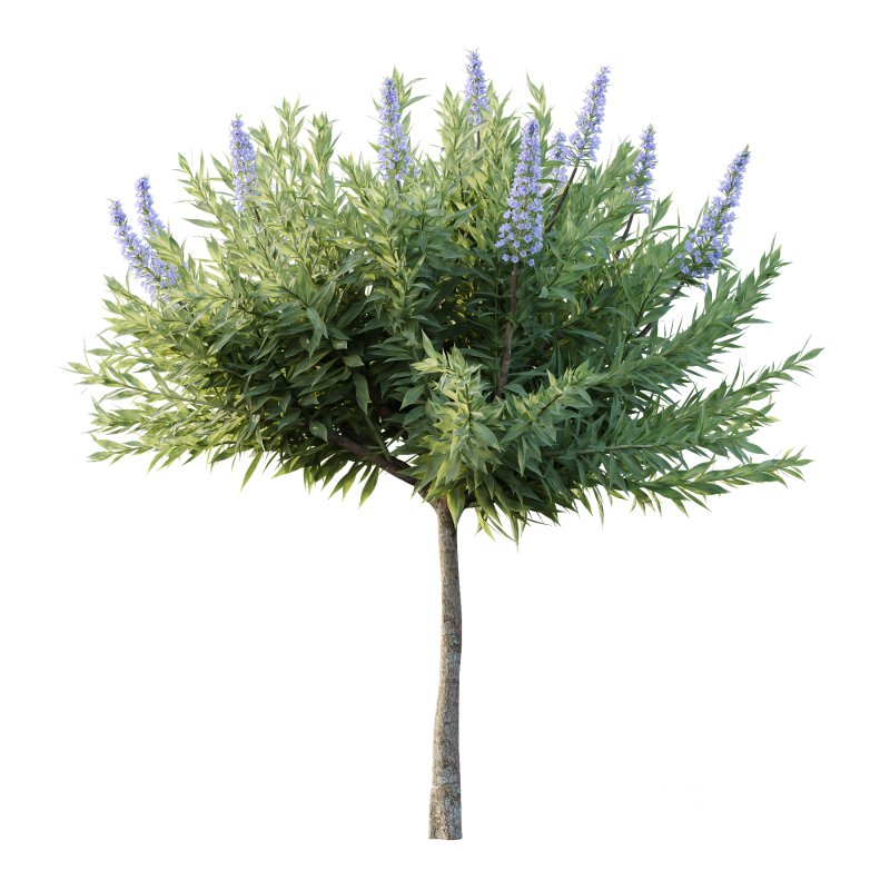 Echium candicans Pride of Madeira Bush 08 Image 2