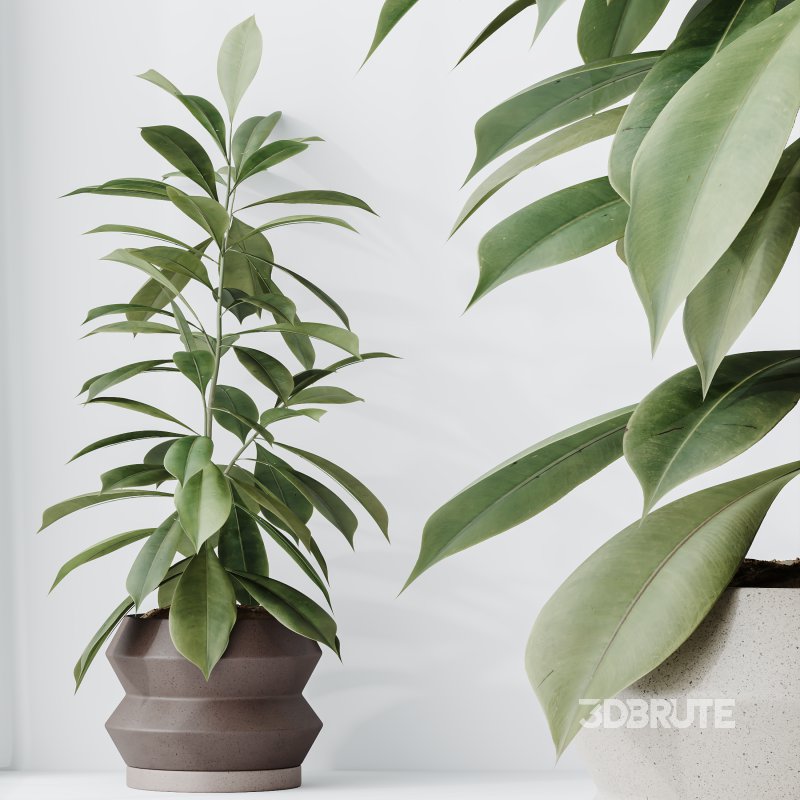 AV Indoor Plants Set 339 Ficus microcarpa and Ficus Cyathistipula and Zamiifolia Image 7