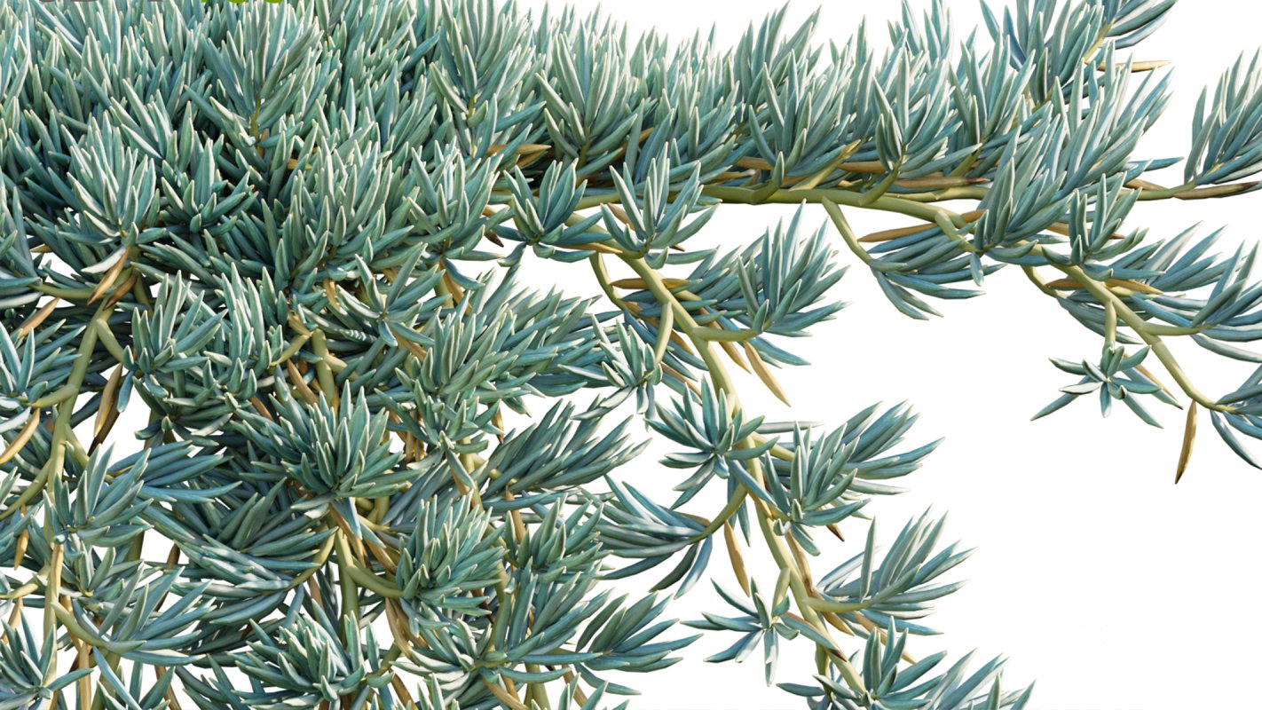 Collection 12 – Desert Garden Image 34