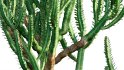 Collection 12 – Desert Garden - Thumbnail 26