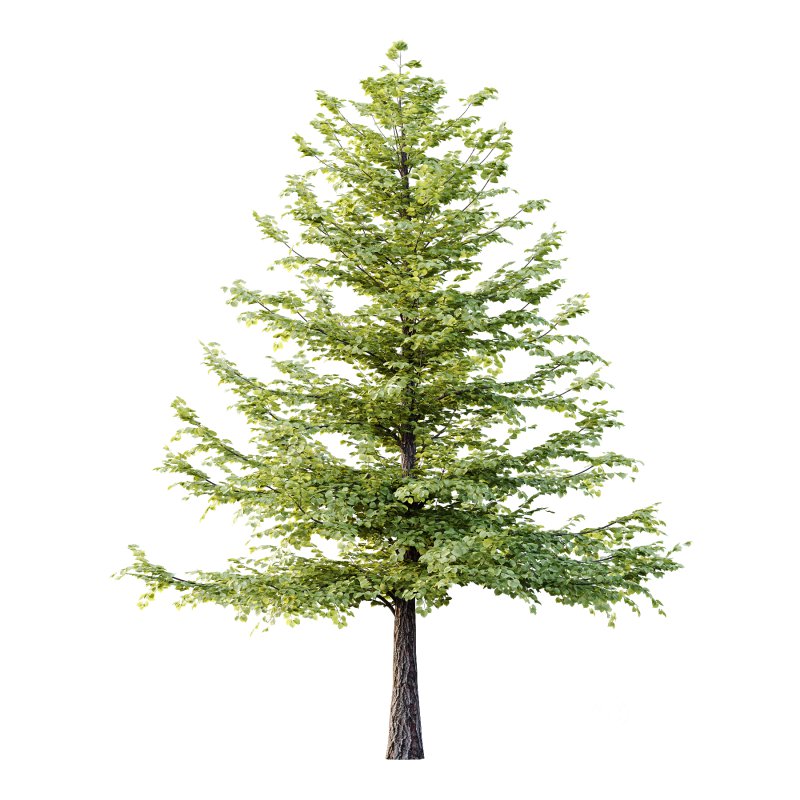 Tilia platyphyllos Tree 09 Image 1