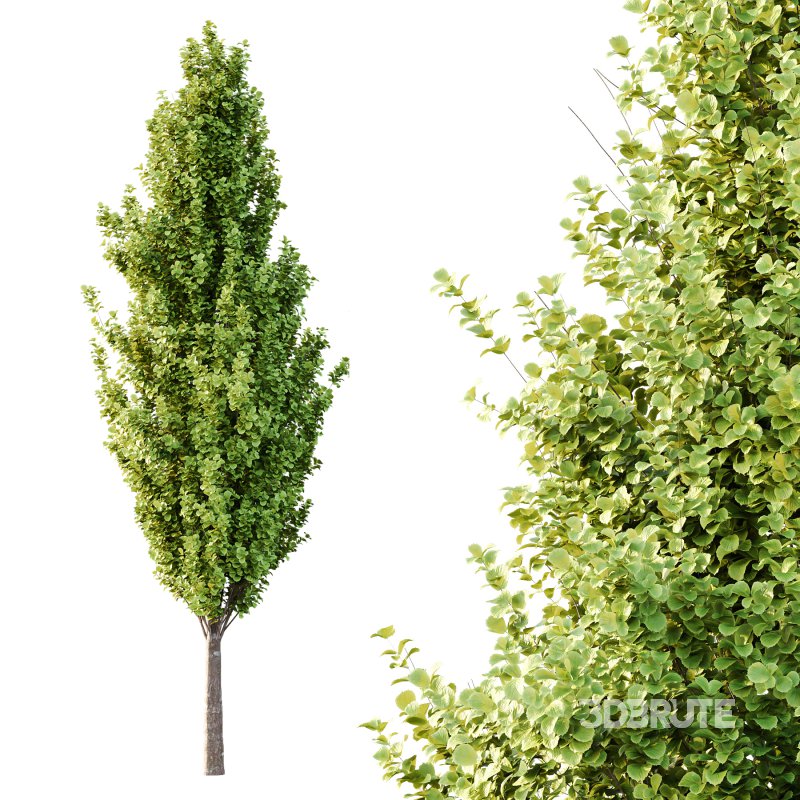 Different Trees 55 Image 5