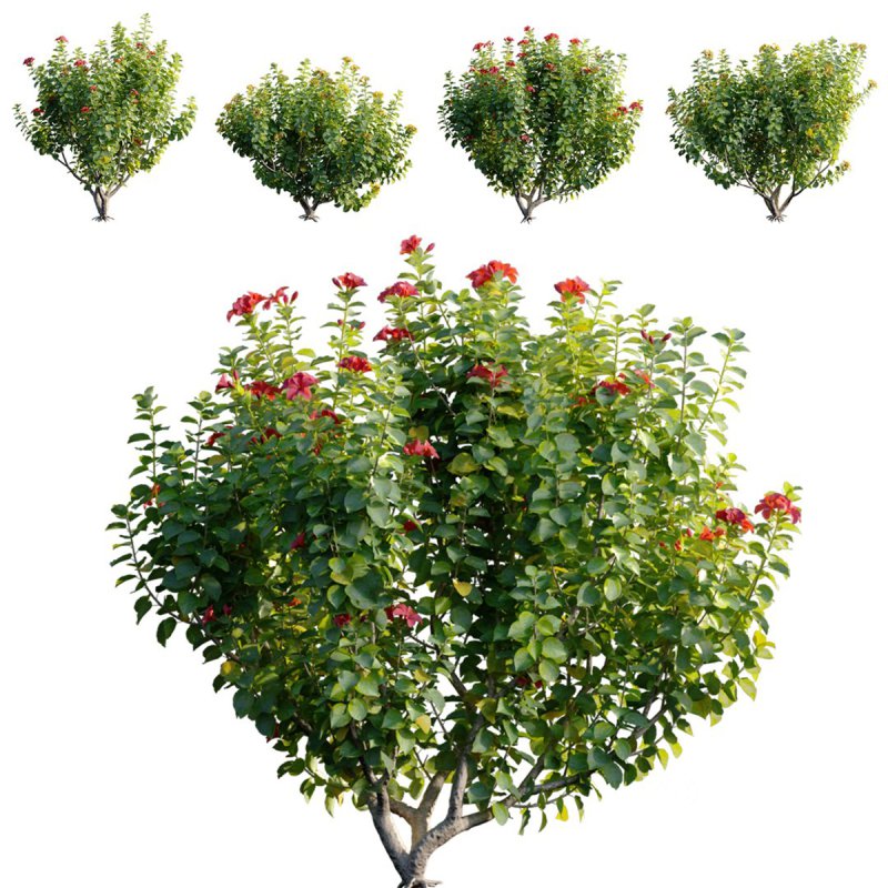 Hibiscus fragilis – Mandrinette – Chinese hibiscus – Hibiscus rosa Image 1