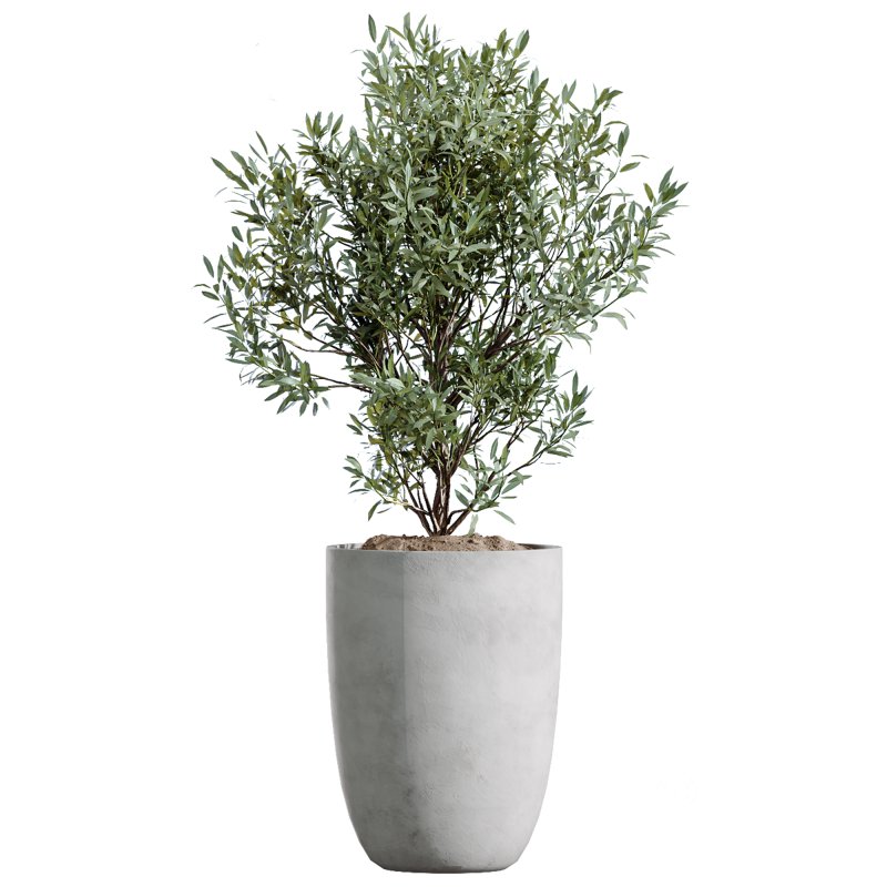 AV Indoor Plants Set 347 Arbequina Olive and Ficus Cyathistipula and Cunjevoi Alocasia and Yucca Palm Image 7