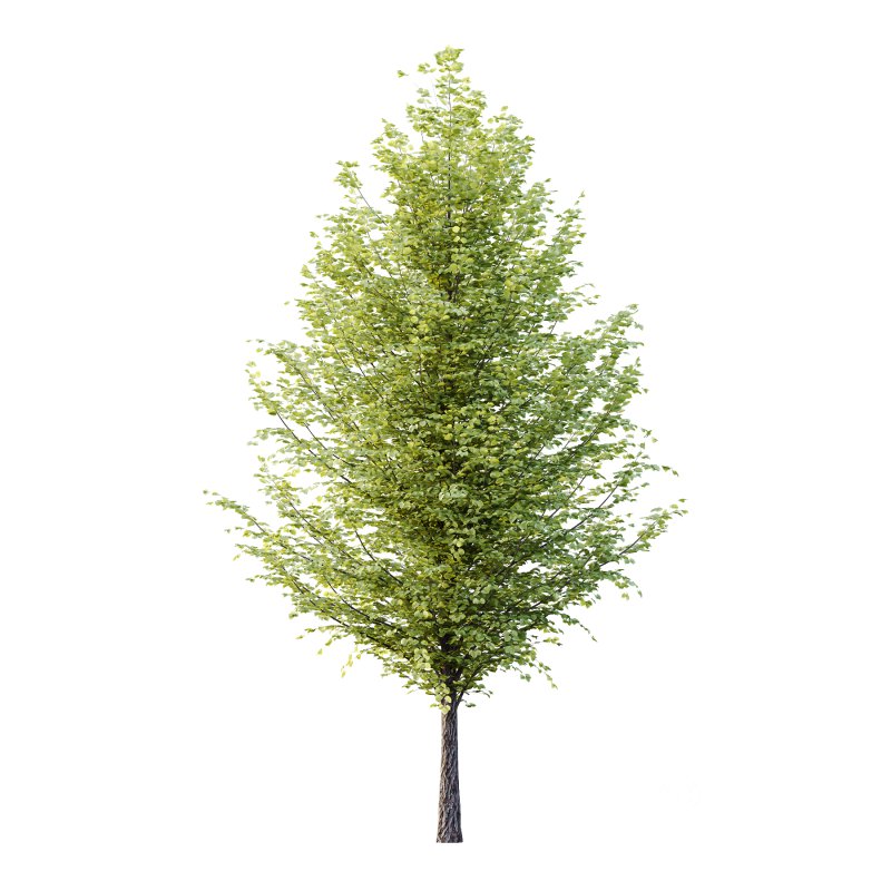 Tilia platyphyllos Tree 15 Image 1