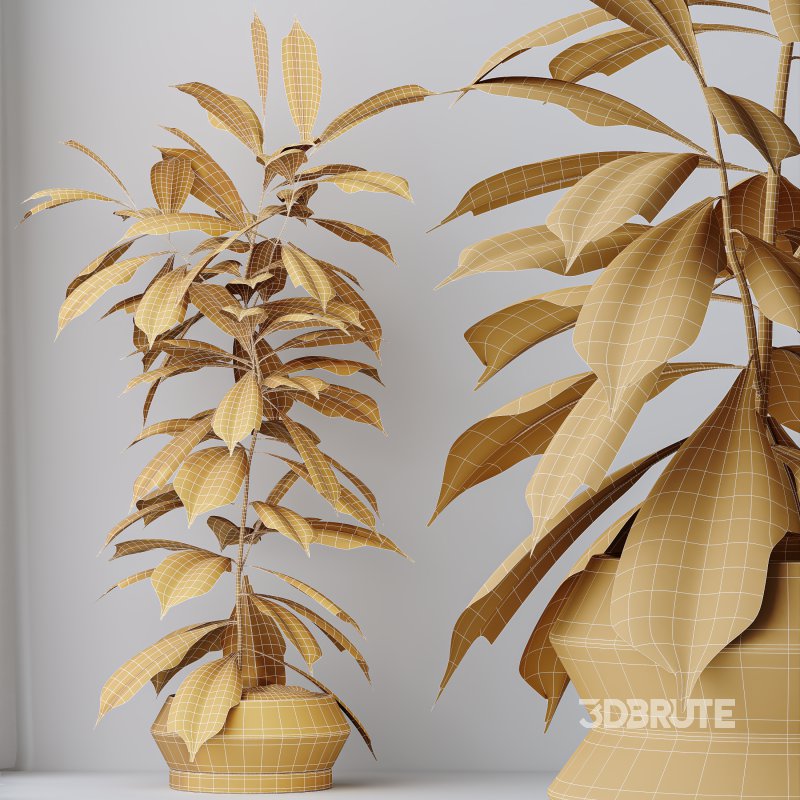 AV Indoor Plants Set 336 Olive and Areca Palm and Banana Nicolai and Ficus Fig Image 6