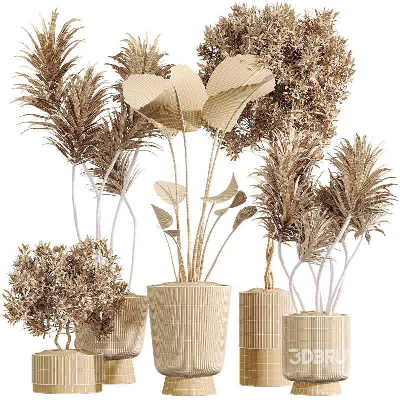 AV Indoor Plants Set 353 Spineless Yucca and Mission olive and Ravenala Banana Image 6