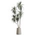 AV Indoor Plants Set 364 Ficus Cyathistipula and Dracaena Warnecki and Cunjevoi Alocasia and Japandi Decorative - Thumbnail 3