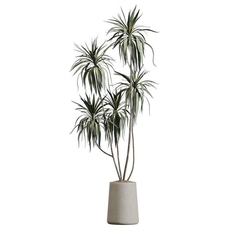 AV Indoor Plants Set 364 Ficus Cyathistipula and Dracaena Warnecki and Cunjevoi Alocasia and Japandi Decorative Image 3