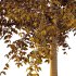 Celtis australis Tree 07 - Thumbnail 4