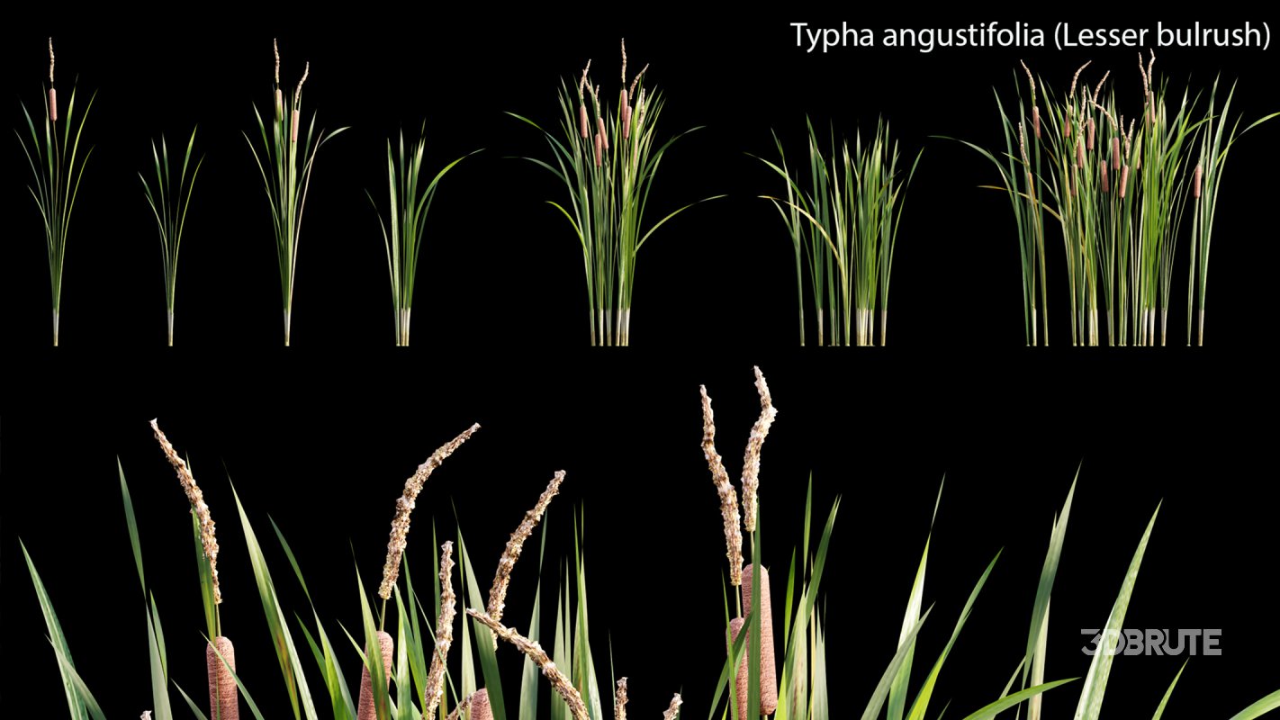 Collection 14 – English Garden Image 40