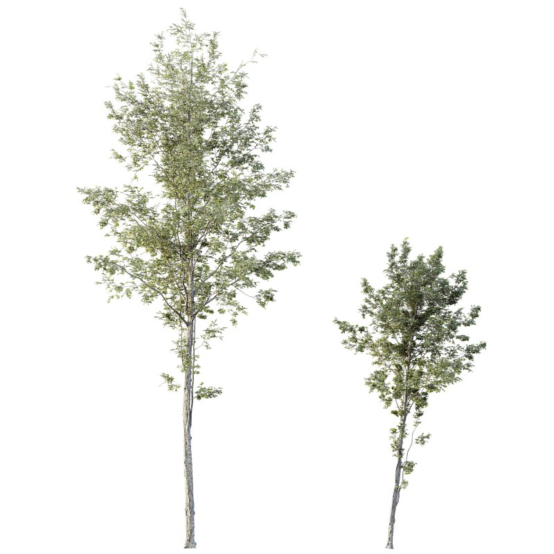 AV Plants Alnus Glutinosa Tree10 Image 2