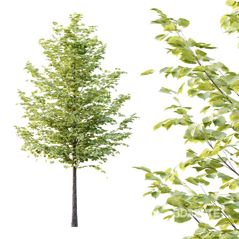 Tilia platyphyllos Tree 16 Image 4