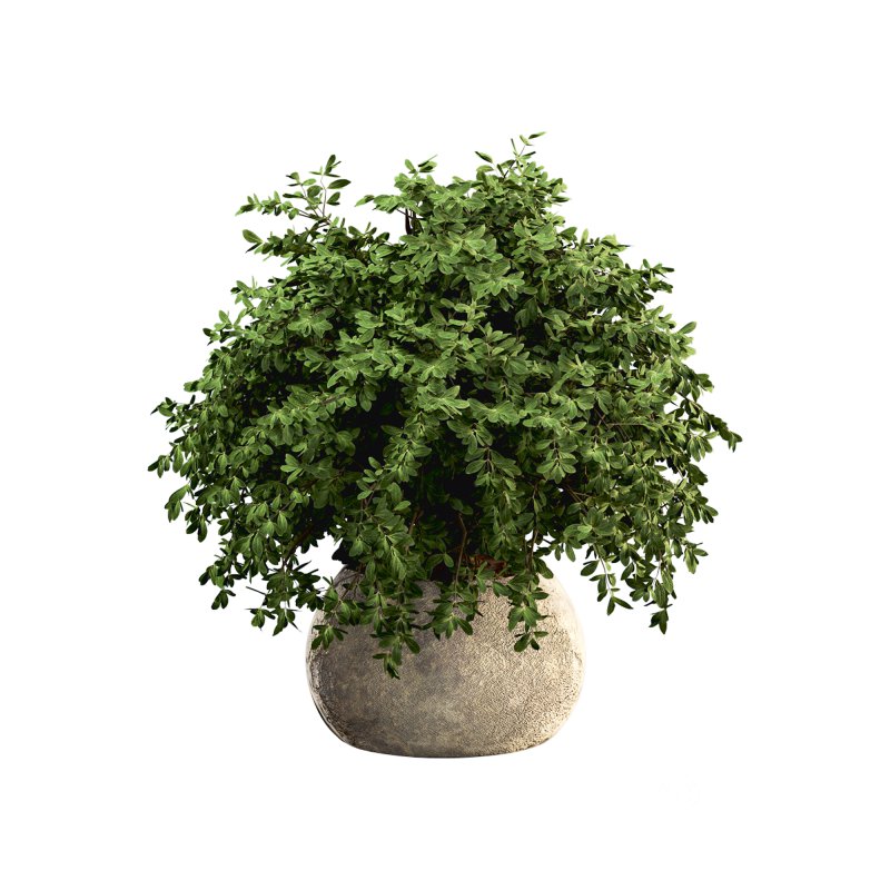 HousePlants Set Image 4